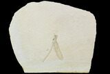 Fossil Dragonfly (Isophlebia) - Solnhofen Limestone #103612-1